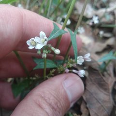 Jarilla heterophylla