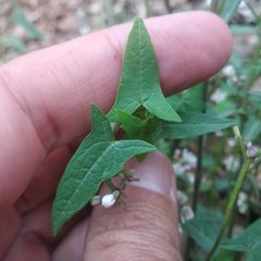 Jarilla heterophylla