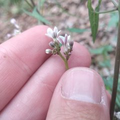 Jarilla heterophylla