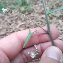Jarilla heterophylla