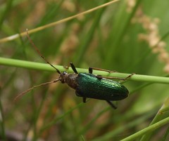Anthophylax viridis