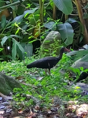 Phimosus