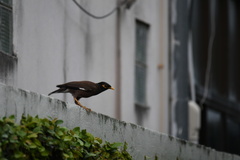 Acridotheres tristis