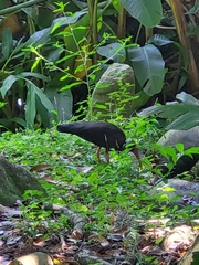 Phimosus