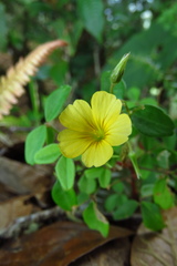 Oxalis spiralis