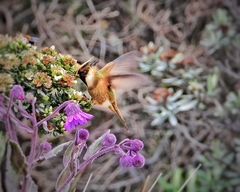 Oxypogon stuebelii