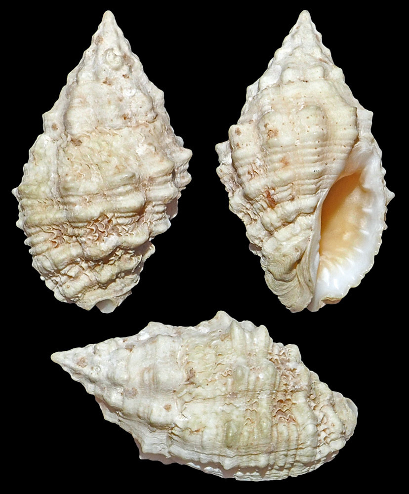 Pascula muricata