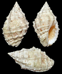 Pascula muricata