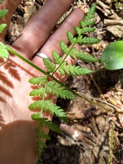 Dryopteris campyloptera