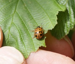 Chrysomela mainensis
