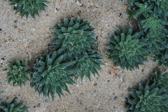 Angiospermae