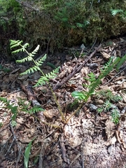 Dryopteris campyloptera