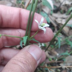 Jarilla heterophylla