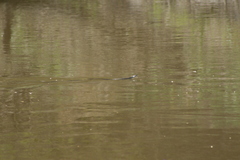 Natrix natrix