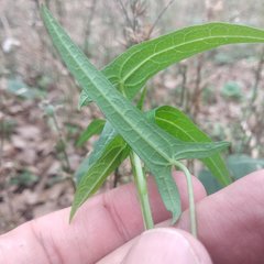 Jarilla heterophylla