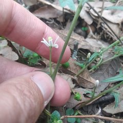 Jarilla heterophylla