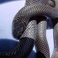 Amblyodipsas polylepis