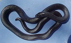 Amblyodipsas polylepis