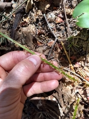 Dryopteris campyloptera
