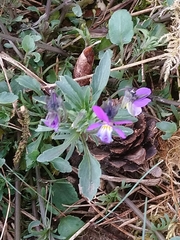 Viola tricolor tricolor
