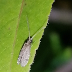 Ecnomidae