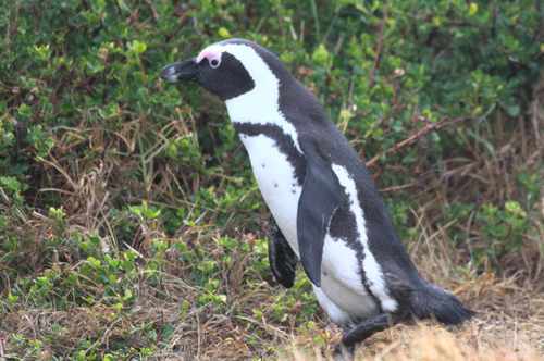 African Penguin
