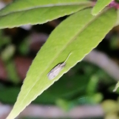 Ecnomidae