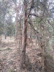 Juniperus poblana