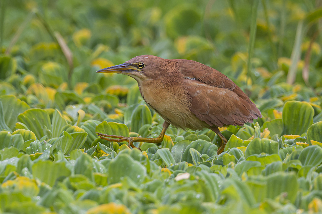 Cinnamon Bittern (Botaurus cinnamomeus) photo