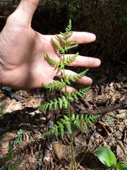 Dryopteris campyloptera