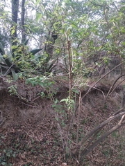 Montanoa leucantha