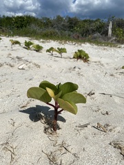 Scaevola plumieri