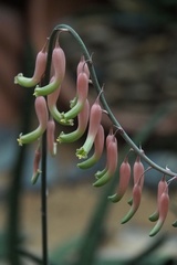 Gasteria carinata