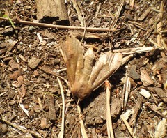 Orthosia incerta