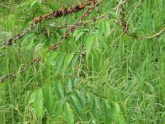 Casearia sylvestris