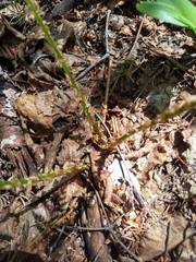 Dryopteris campyloptera