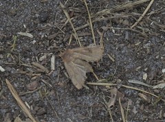 Orthosia incerta