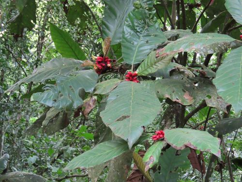 Pentagonia macrophylla, photograph 1