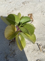 Scaevola plumieri