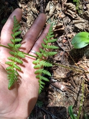 Dryopteris campyloptera