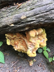 Laetiporus sulphureus