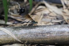 Psolodesmus mandarinus dorothea