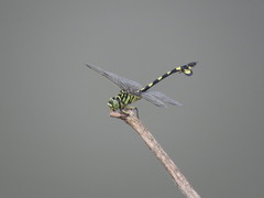 Sinictinogomphus clavatus