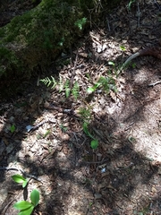 Dryopteris campyloptera