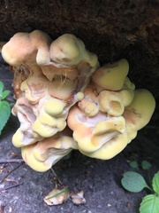 Laetiporus sulphureus