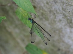 Psolodesmus mandarinus dorothea