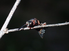 Triepeolus rufithorax