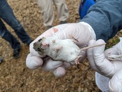 Podomys floridanus