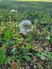 Taraxacum officinale