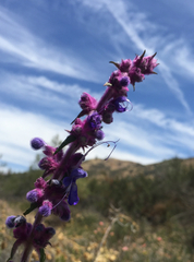Trichostema lanatum